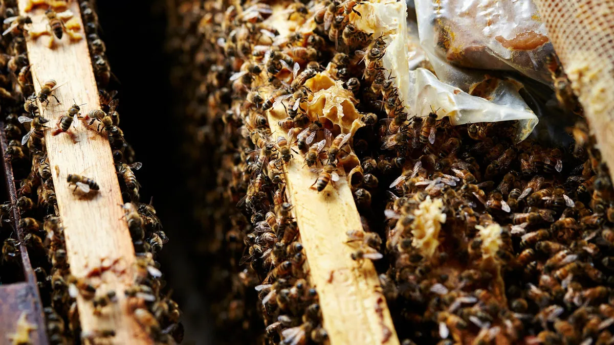 How Bees Create Honey