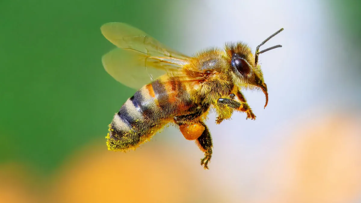 The Crucial Role of Bees in Our Ecosystem