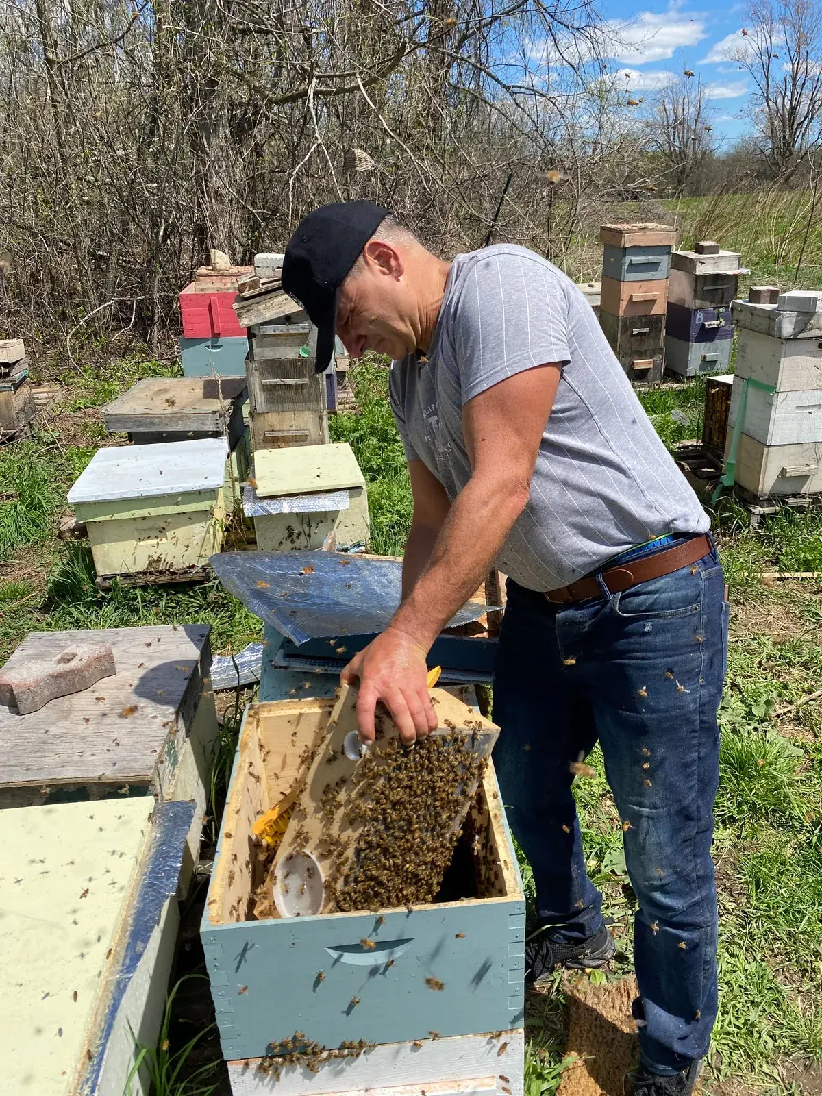 Tending the hives at the Miel D'or apiary